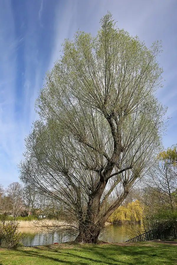 006 | 2022 | Berlin | Obersee-Orankesee-Park | © carsten riede fotografie