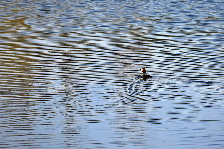 024 | 2022 | Berlin | Obersee-Orankesee-Park | © carsten riede fotografie