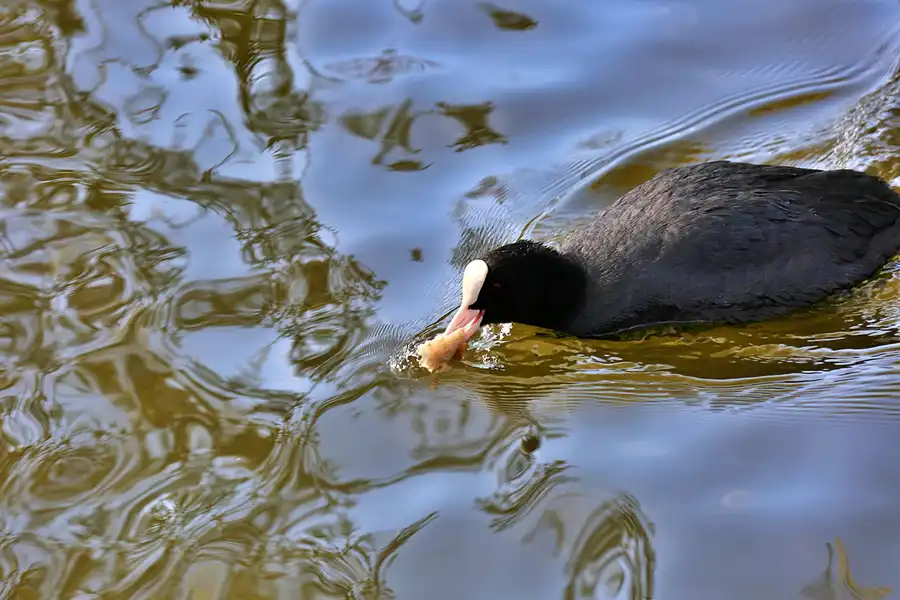 025 | 2022 | Berlin | Obersee-Orankesee-Park | © carsten riede fotografie