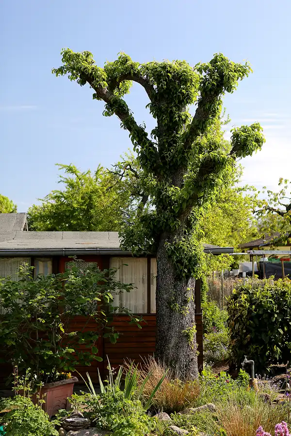 009 | 2022 | Berlin | KGA Sonnenschein | © carsten riede fotografie