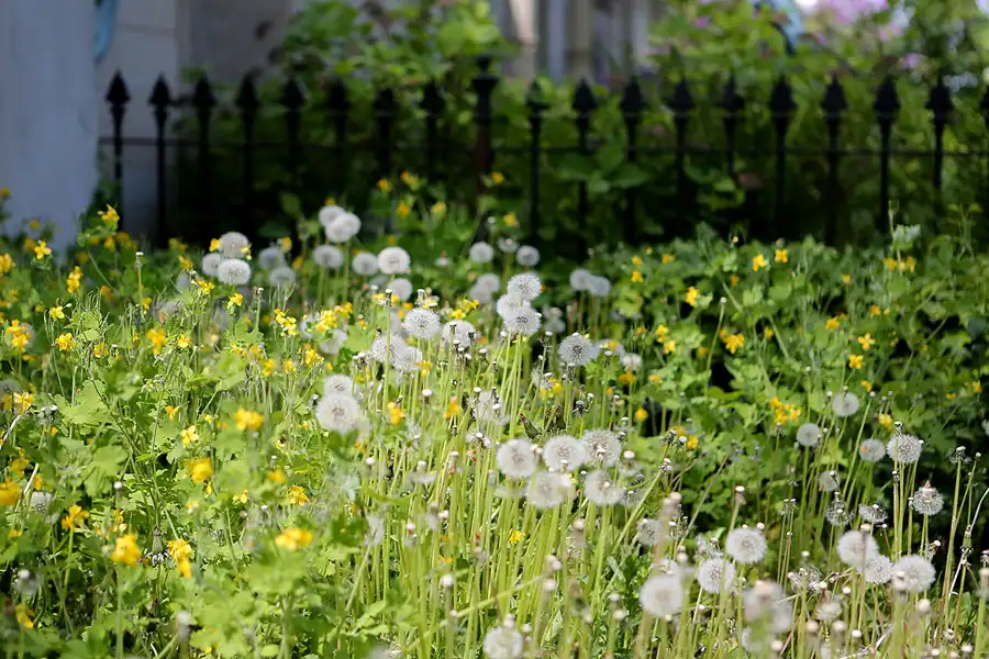 078 | 2022 | Dresden | Alter Annenfriedhof | © carsten riede fotografie