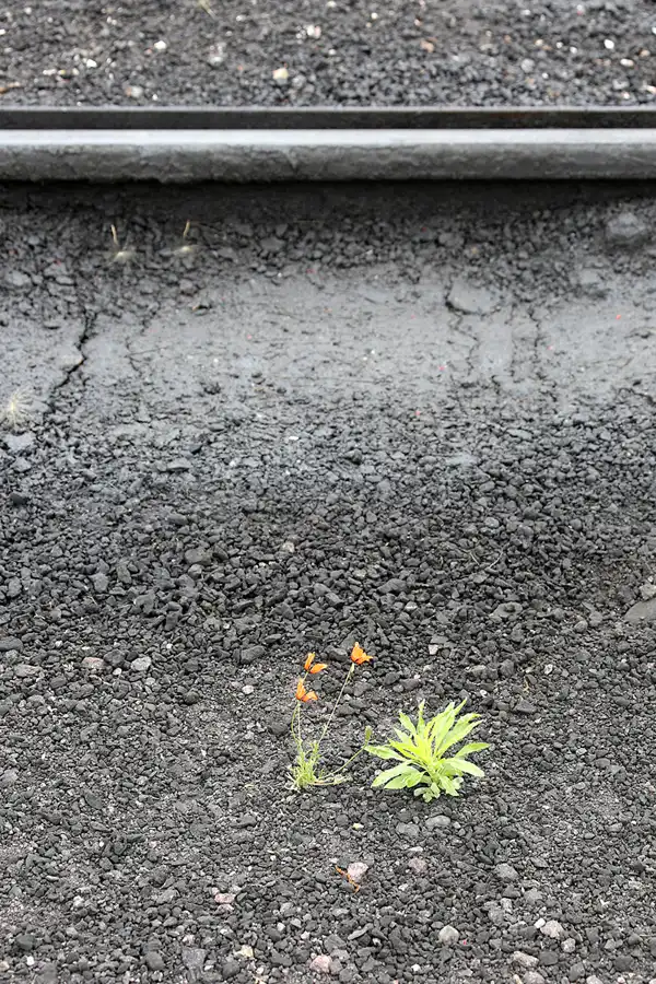 027 | 2022 | Radebeul Ost | Bahnhof – Lössnitzgrundbahn | © carsten riede fotografie
