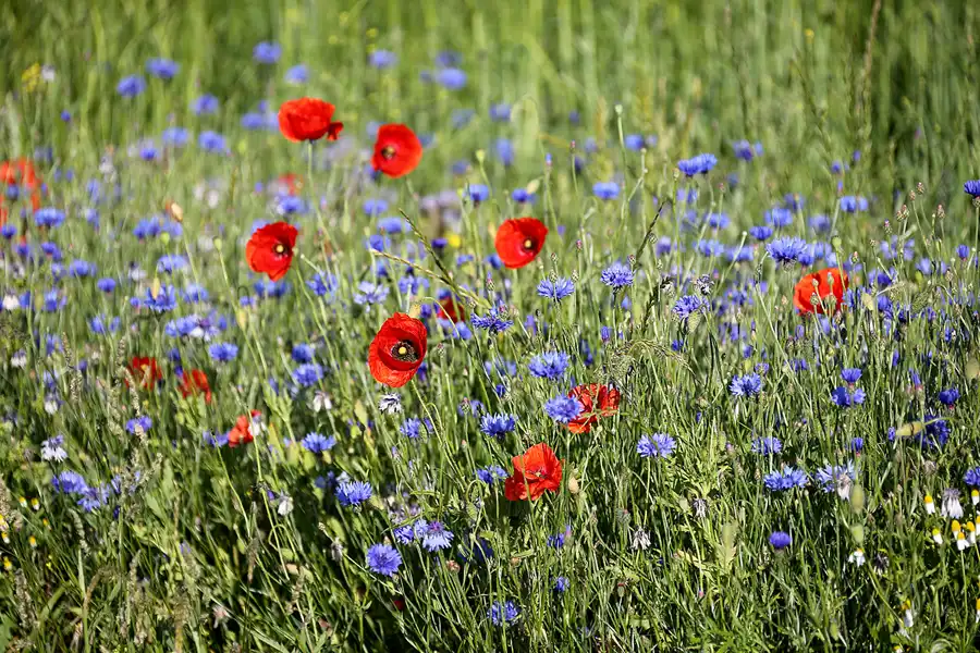007 | 2022 | Alt Reddevitz | © carsten riede fotografie