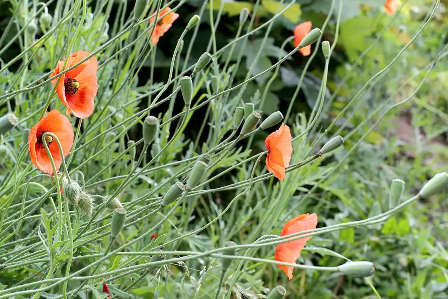 198 | 2022 | Vitt | © carsten riede fotografie