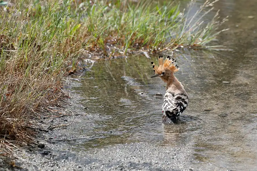 008 | 2022 | Sornoer Kanal | © carsten riede fotografie