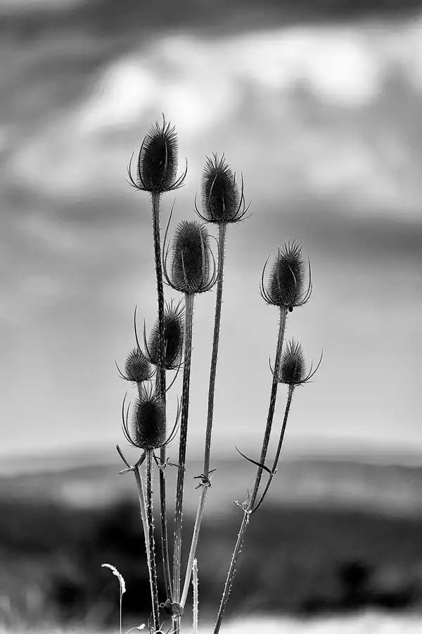 037 | 2022 | Wollseifen | © carsten riede fotografie