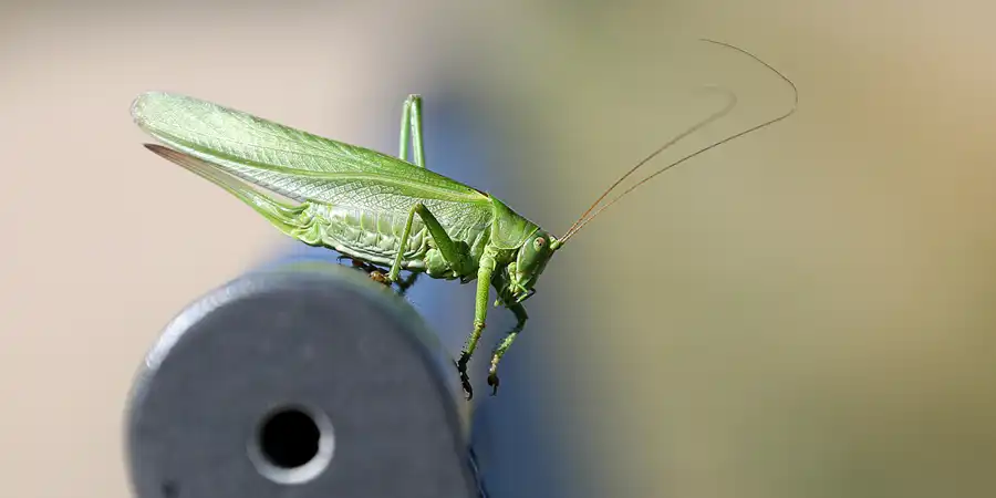022 | 2022 | Vogelsang IP | © carsten riede fotografie