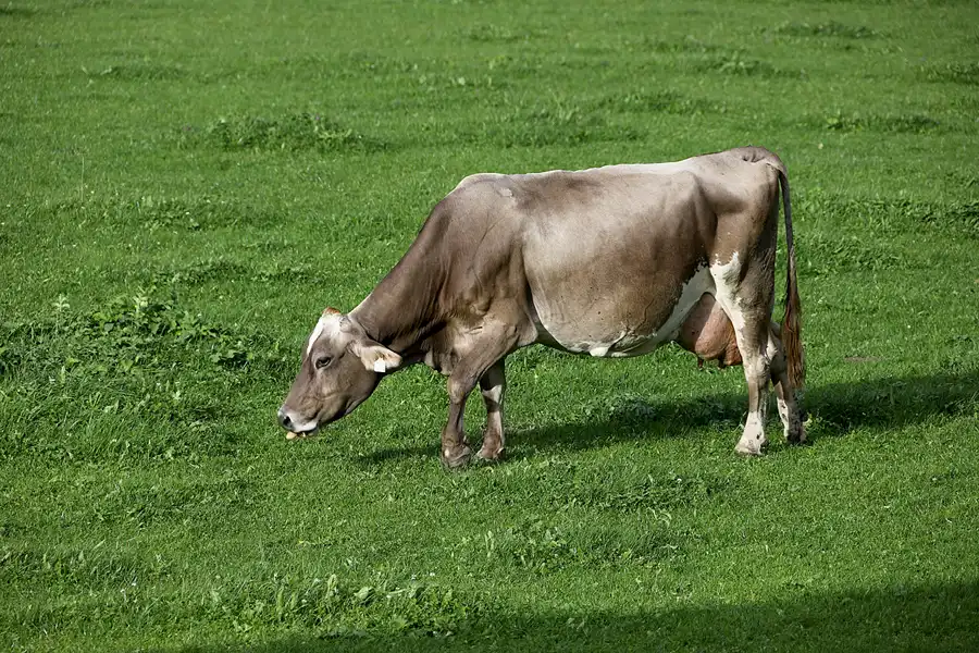 089 | 2022 | Walchsee | © carsten riede fotografie