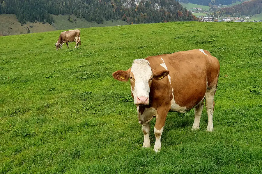 090 | 2022 | Walchsee | © carsten riede fotografie
