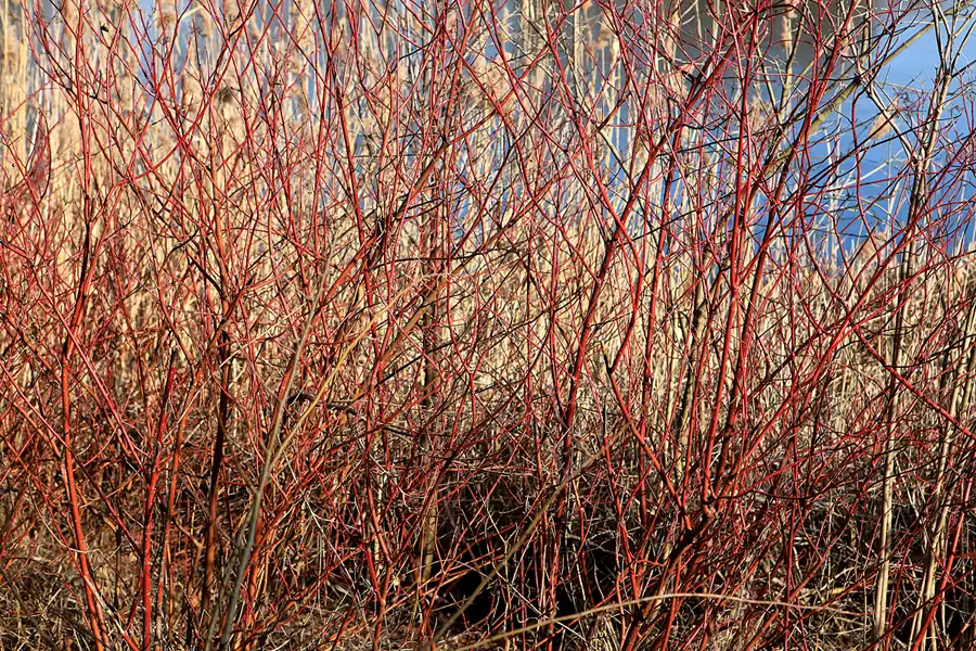005 | 2023 | Berlin | Obersee-Orankesee-Park | © carsten riede fotografie