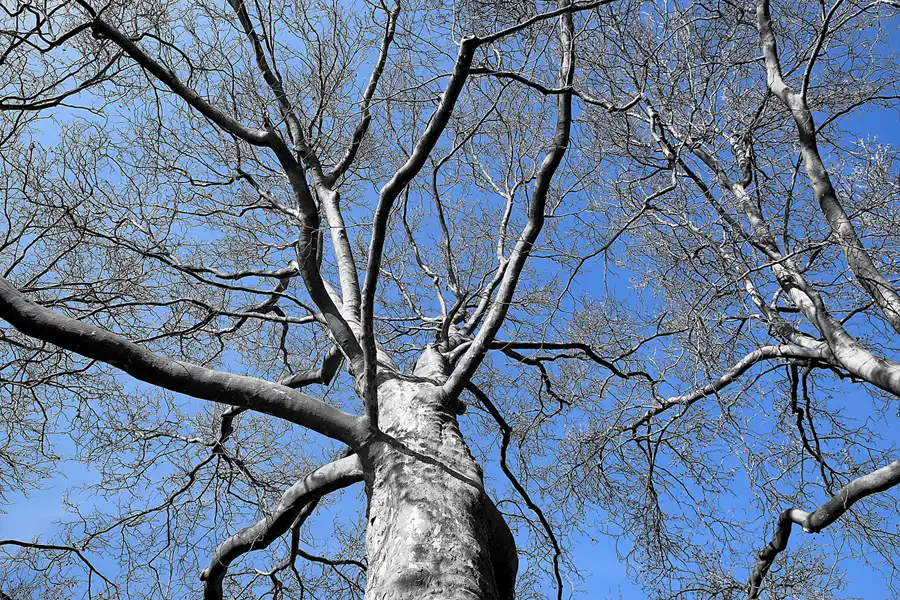011 | 2023 | Berlin | Obersee-Orankesee-Park | © carsten riede fotografie