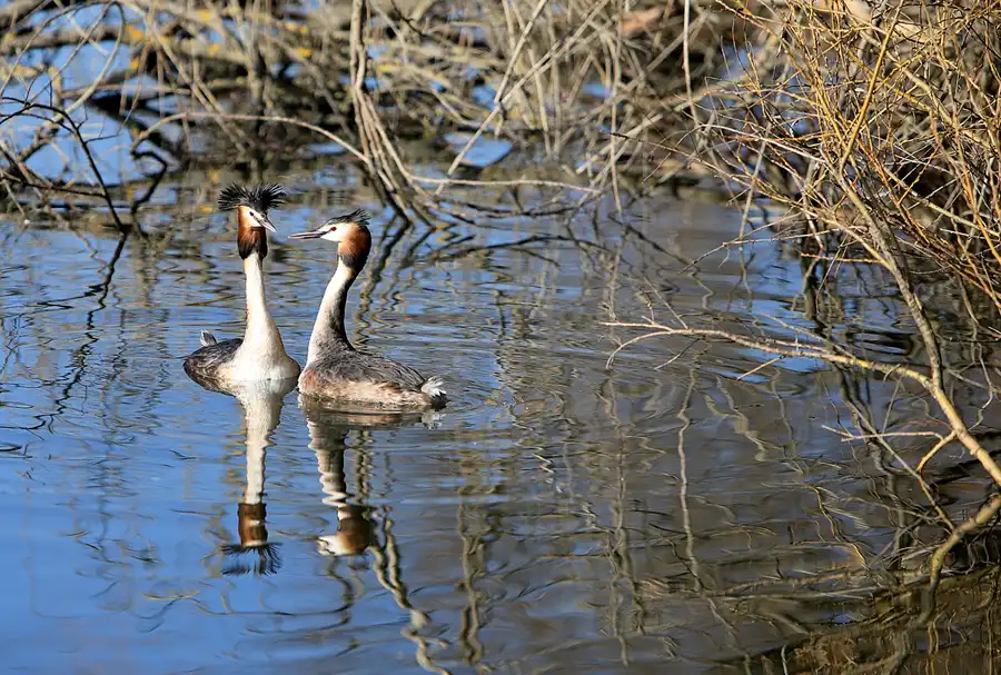 024 | 2023 | Berlin | Obersee-Orankesee-Park | © carsten riede fotografie
