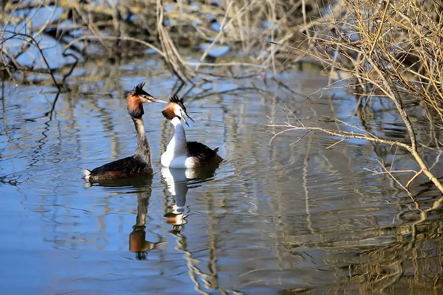 025 | 2023 | Berlin | Obersee-Orankesee-Park | © carsten riede fotografie