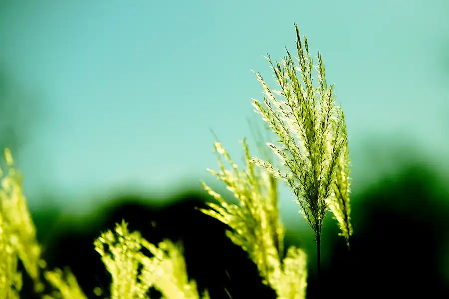 027 | 2023 | Berlin | Obersee-Orankesee-Park | © carsten riede fotografie