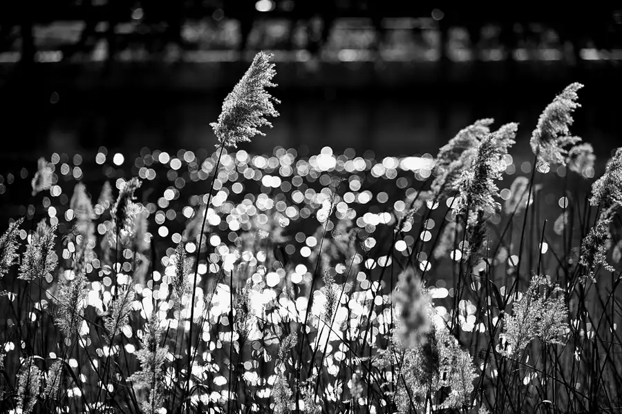 032 | 2023 | Berlin | Obersee-Orankesee-Park | © carsten riede fotografie
