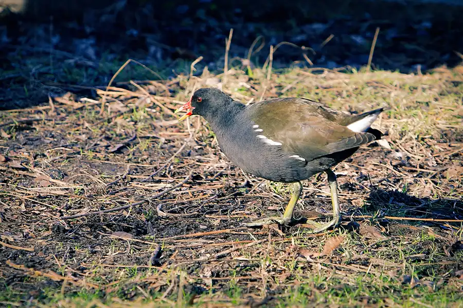 036 | 2023 | Berlin | Obersee-Orankesee-Park | © carsten riede fotografie