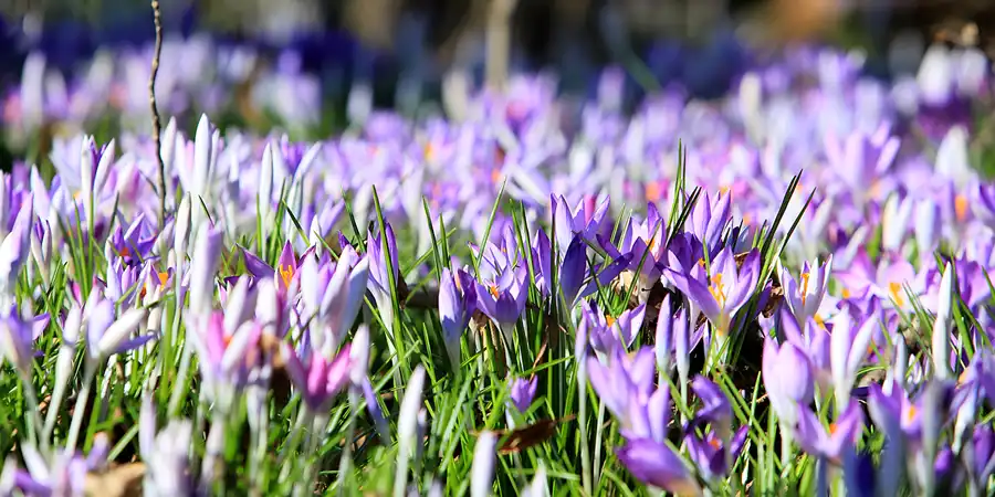 037 | 2023 | Berlin | Obersee-Orankesee-Park | © carsten riede fotografie