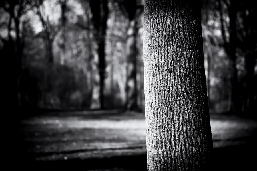 018 | 2023 | Berlin | Obersee-Orankesee-Park | © carsten riede fotografie