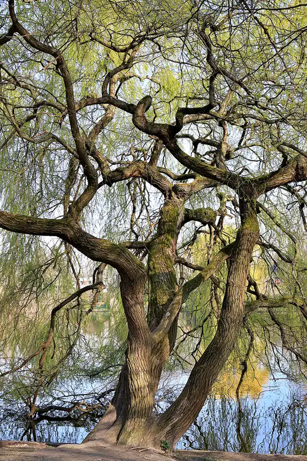 004 | 2023 | Berlin | Obersee-Orankesee-Park | © carsten riede fotografie