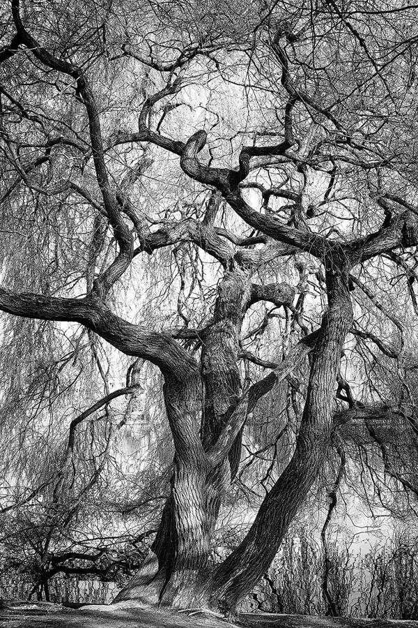 005 | 2023 | Berlin | Obersee-Orankesee-Park | © carsten riede fotografie