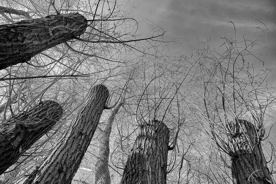 013 | 2023 | Berlin | Obersee-Orankesee-Park | © carsten riede fotografie