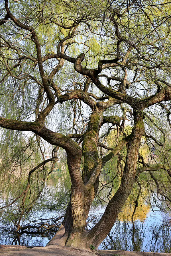 004 | 2023 | Berlin | Obersee-Orankesee-Park | © carsten riede fotografie