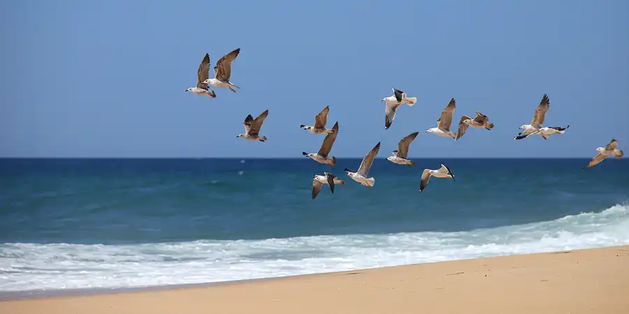 021 | 2023 | Ilha Deserta | © carsten riede fotografie