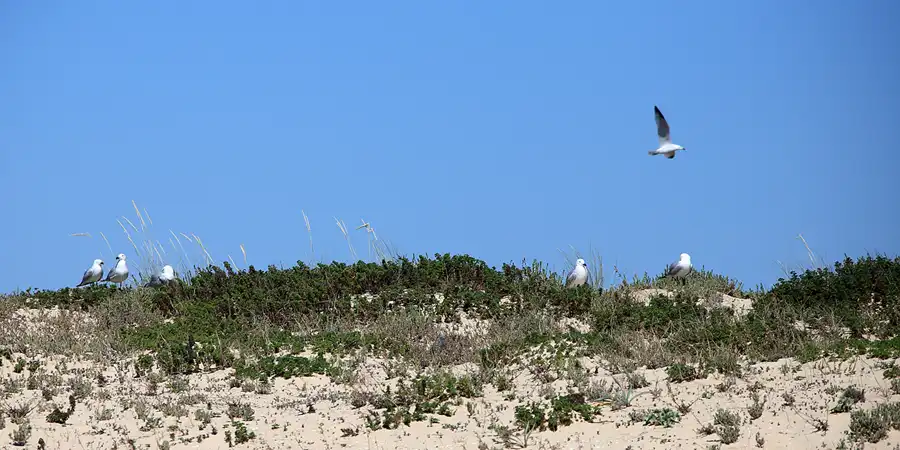 029 | 2023 | Ilha Deserta | © carsten riede fotografie