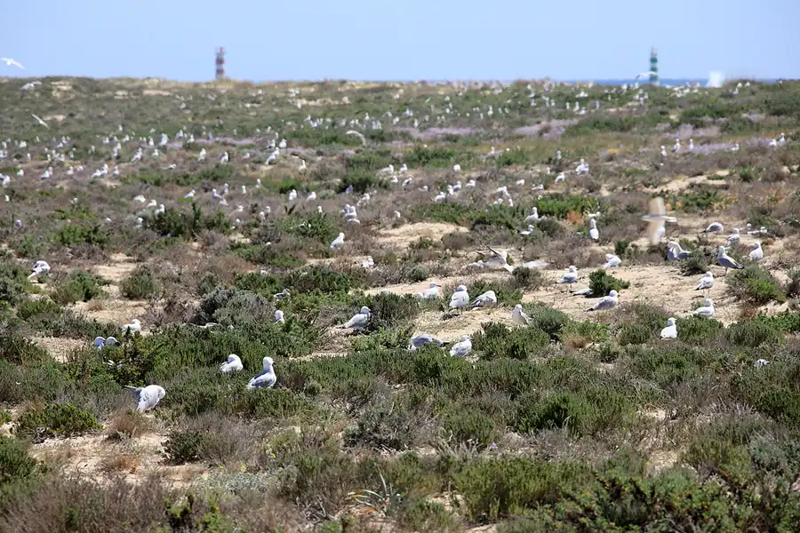 030 | 2023 | Ilha Deserta | © carsten riede fotografie
