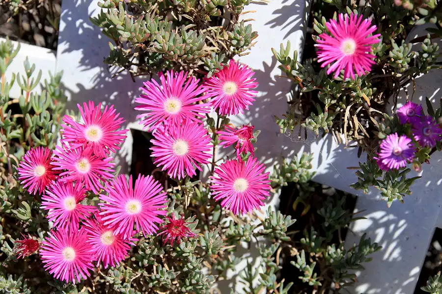 063 | 2023 | Ilha do Farol | © carsten riede fotografie