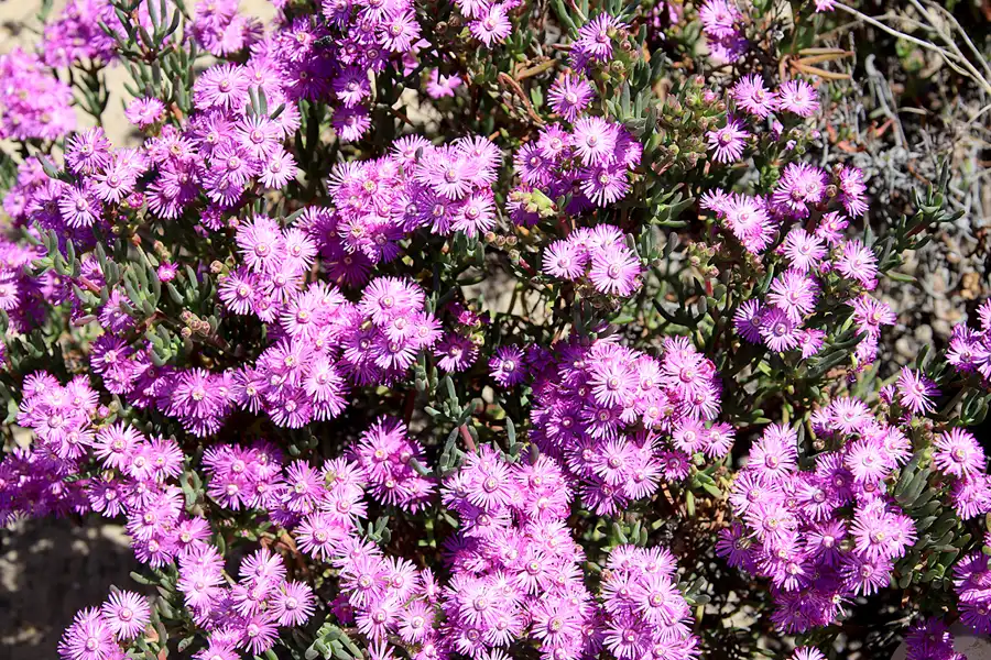 064 | 2023 | Ilha do Farol | © carsten riede fotografie