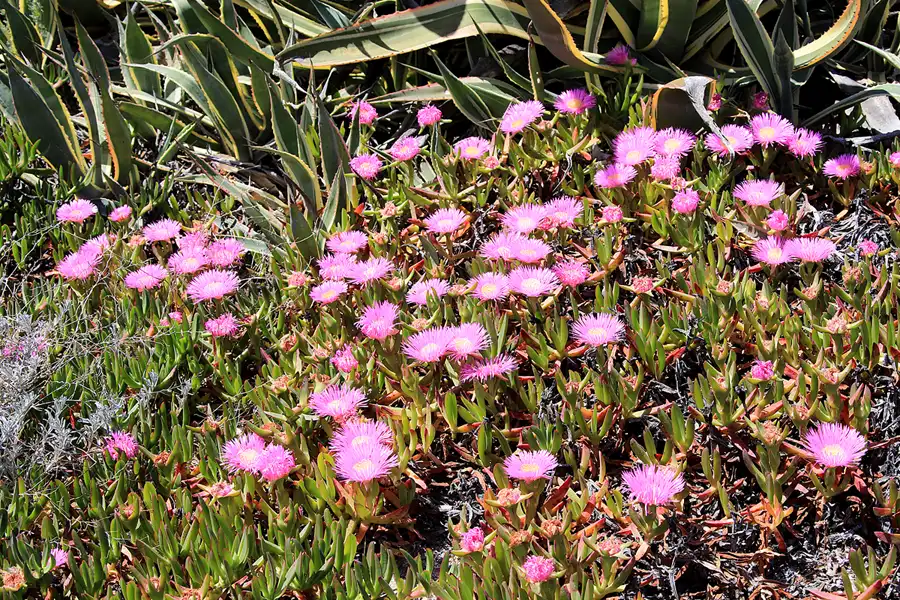 065 | 2023 | Ilha do Farol | © carsten riede fotografie