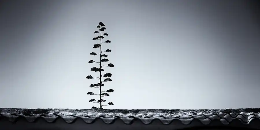 079 | 2023 | Ilha do Farol | © carsten riede fotografie