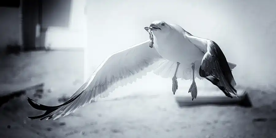 112 | 2023 | Ilha da Culatra | © carsten riede fotografie