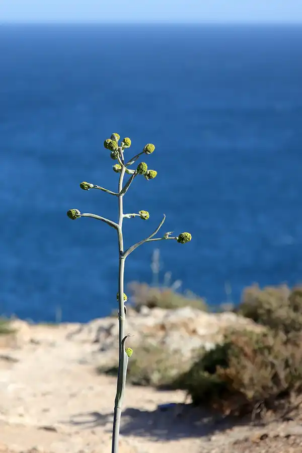102 | 2023 | Ponta Da Piedade | © carsten riede fotografie