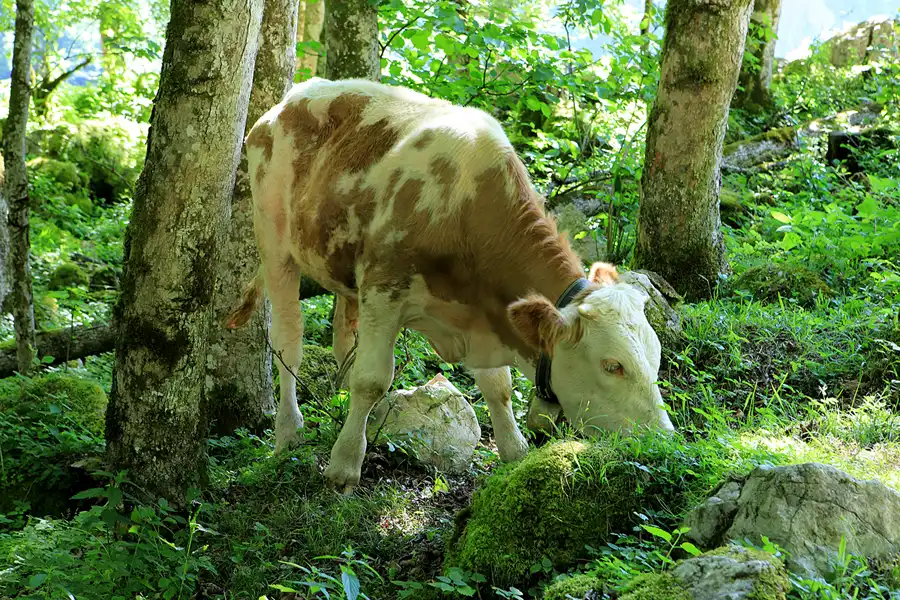 020 | 2023 | Schönau am Königssee | Rund um den Obersee | © carsten riede fotografie