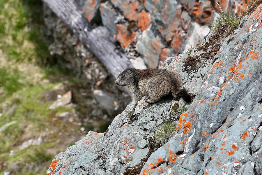 036 | 2023 | Grossglockner Hochalpenstrasse | © carsten riede fotografie