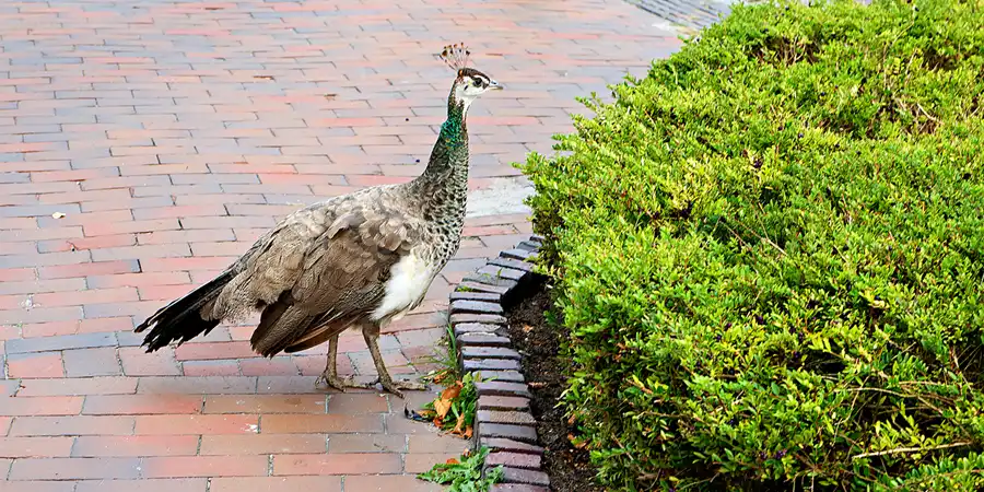 068 | 2023 | Jever | © carsten riede fotografie