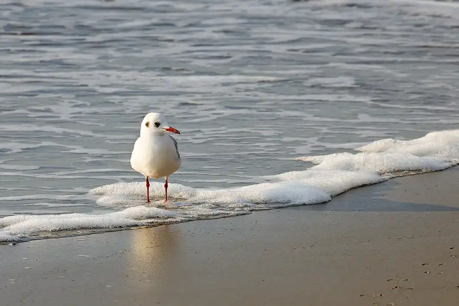 008 | 2023 | Sankt Peter-Ording | Strandparkplatz Ording Nord | © carsten riede fotografie