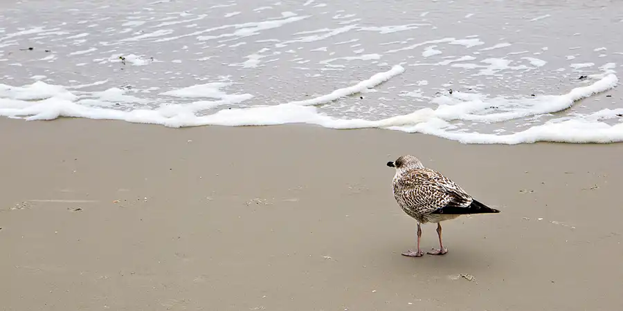 018 | 2023 | Sankt Peter-Ording | Strandparkplatz Ording Nord | © carsten riede fotografie