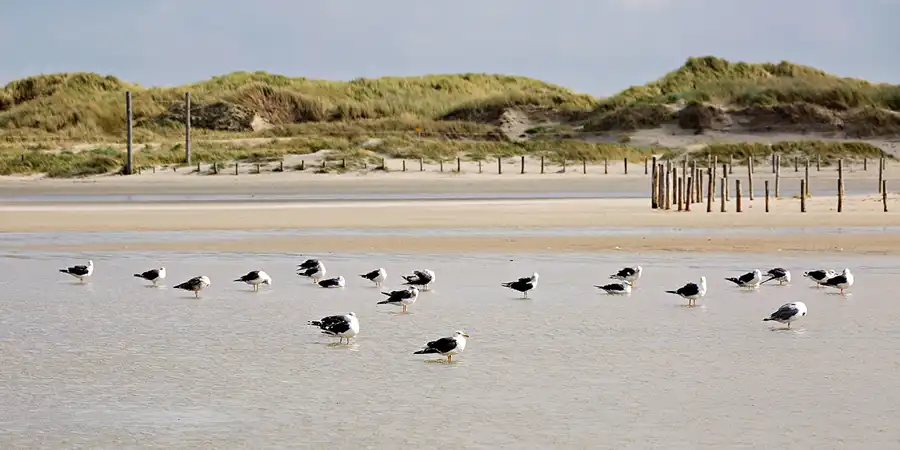 039 | 2023 | Sankt Peter-Ording | Strandparkplatz Ording Nord | © carsten riede fotografie