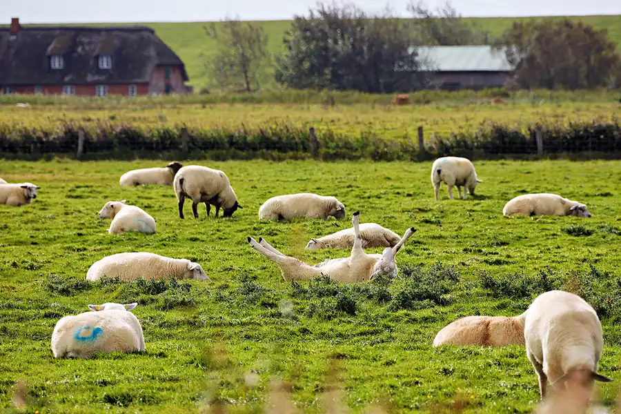 062 | 2023 | Westerhever | © carsten riede fotografie