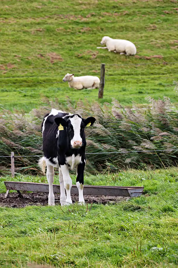 064 | 2023 | Vollerwiek | © carsten riede fotografie
