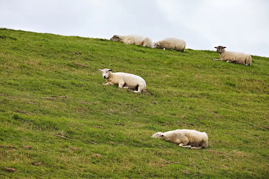 065 | 2023 | Vollerwiek | © carsten riede fotografie