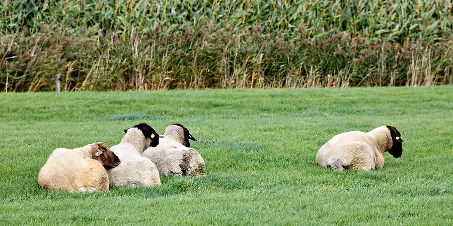 067 | 2023 | Vollerwiek | © carsten riede fotografie
