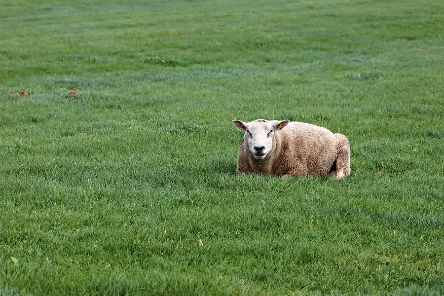 068 | 2023 | Vollerwiek | © carsten riede fotografie