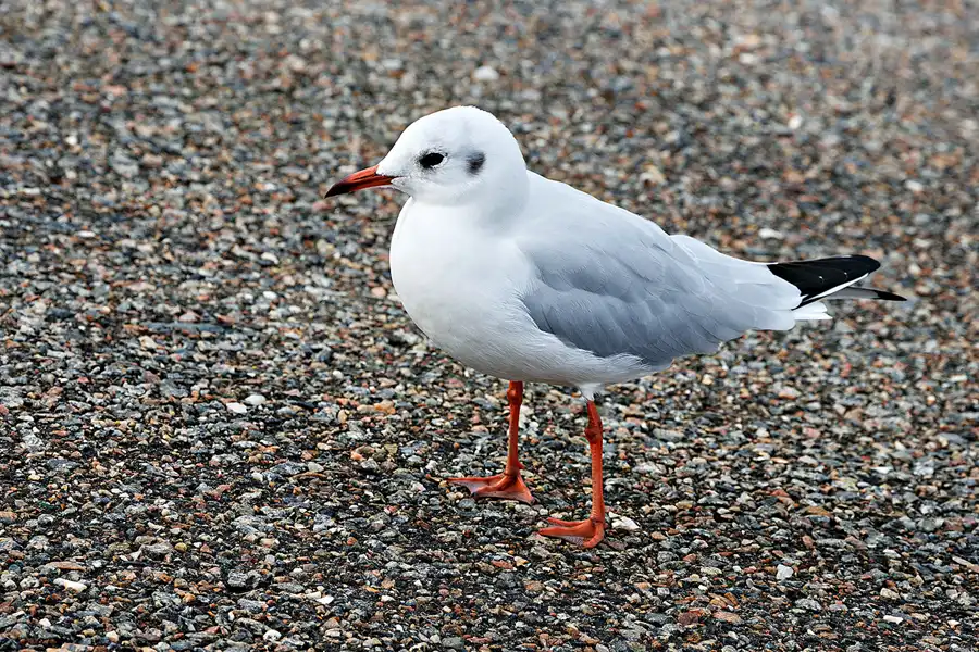 076 | 2023 | Eider-Sperrwerk | © carsten riede fotografie