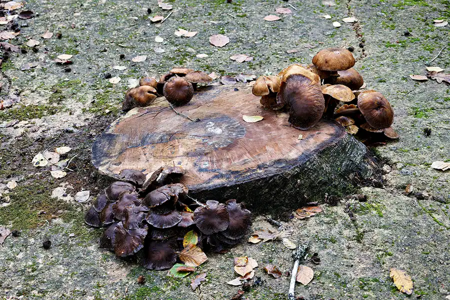 068 | 2023 | Sintra | Parque Nacional da Pena | © carsten riede fotografie