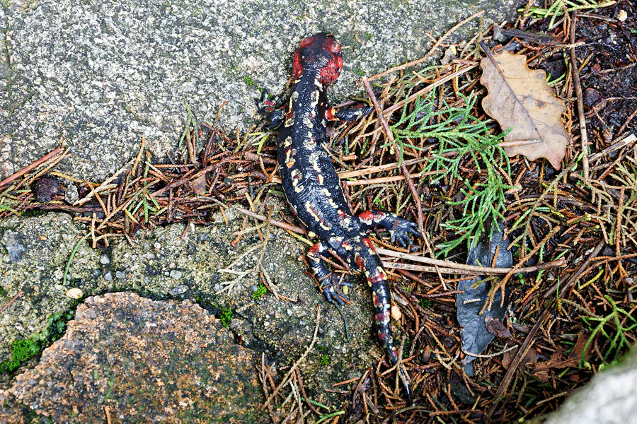 059 | 2023 | Sintra | Parque Nacional da Pena | © carsten riede fotografie