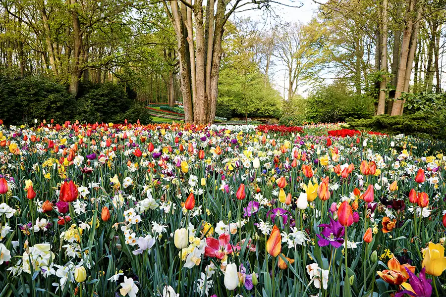 002 | 2024 | Lisse | Keukenhof | © carsten riede fotografie